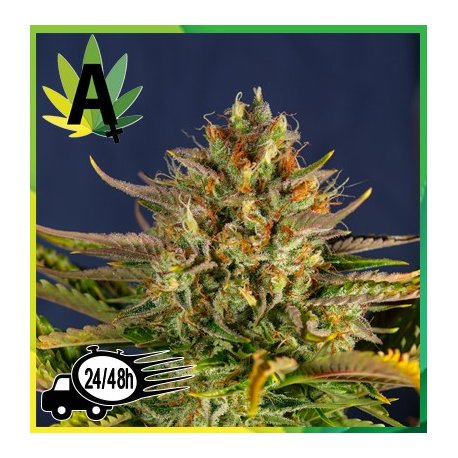 Cream Mandarine Autofloración