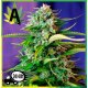 Jack 47 Autofloración