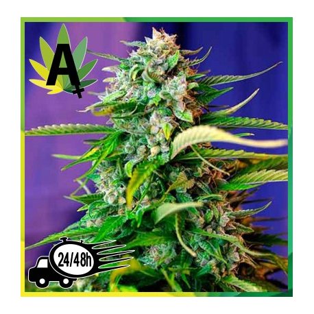 Jack 47 Autofloración