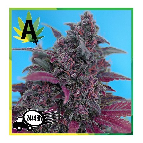 Dark Evil 3 semillas