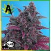 Dark Devil Auto