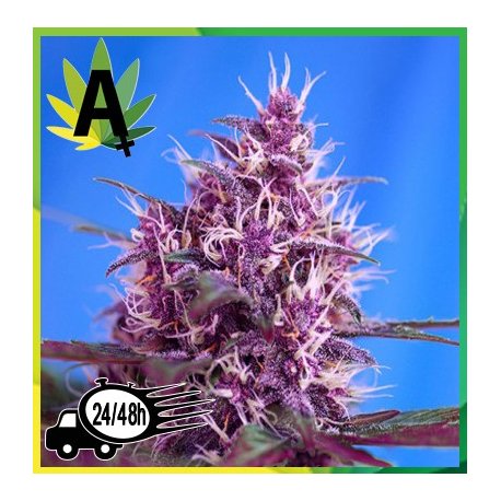 Red Poison 3 semillas