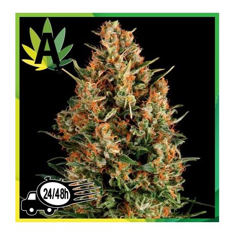 Wembley Autofloración