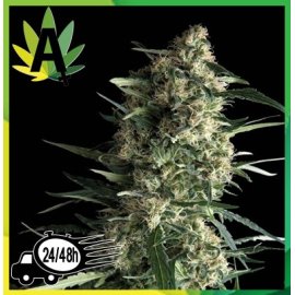 Galaxy Autofloración