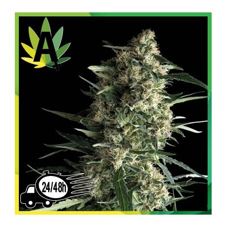 Galaxy Autofloración