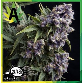 Purple Autofloracion