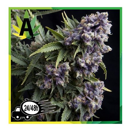 Purple Autofloracion