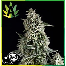Northern Lights Autofloración