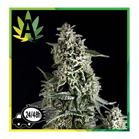 Northern Lights Autofloración