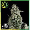 Auto Northern Lights 