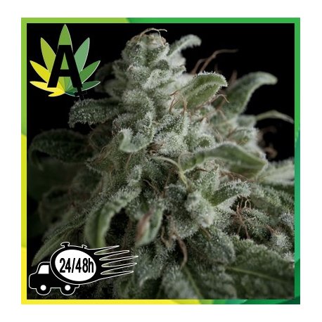 Nefertiti Autofloración