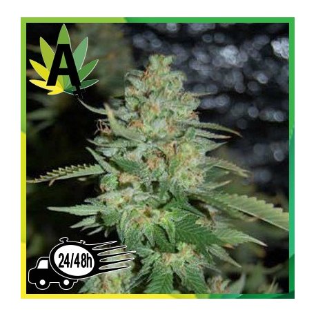 Lennon Autofloración