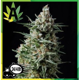 Anesthesia Autofloración