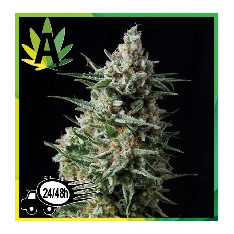 Anesthesia Autofloración