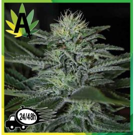 White Widow Autofloración