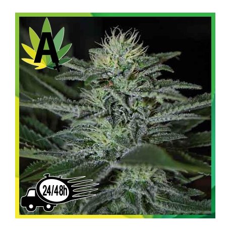 White Widow Autofloración