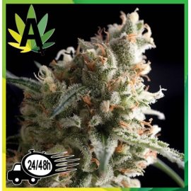 Super Hash Autofloración