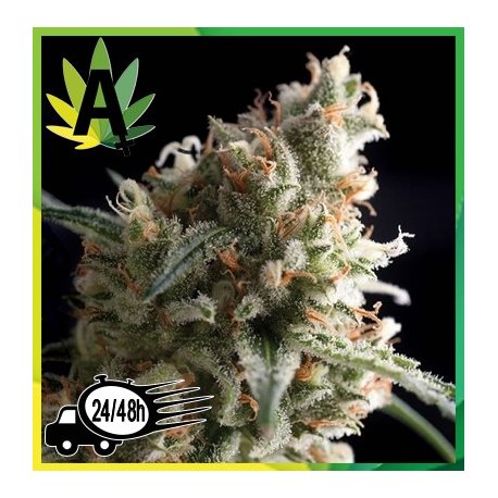 Super Hash Autofloración