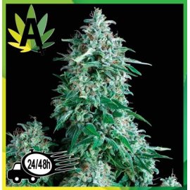 Anubis Autofloración