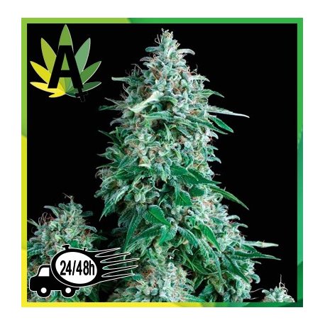 Anubis Autofloración