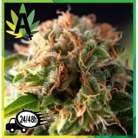 Auto Fresh Candy