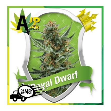 Royal Dwarf Autofloración