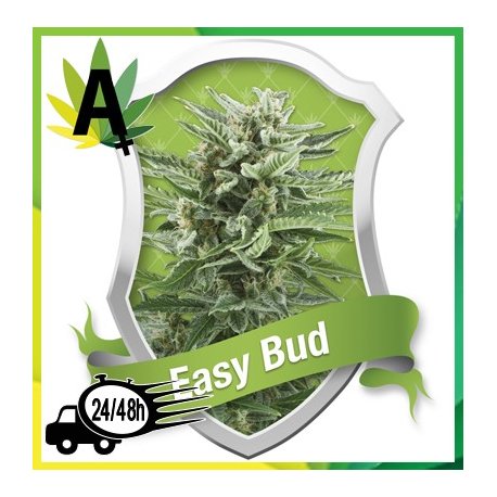 Easy Bud Autofloración