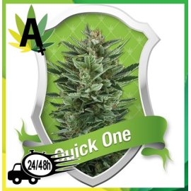 Quick One Autofloración