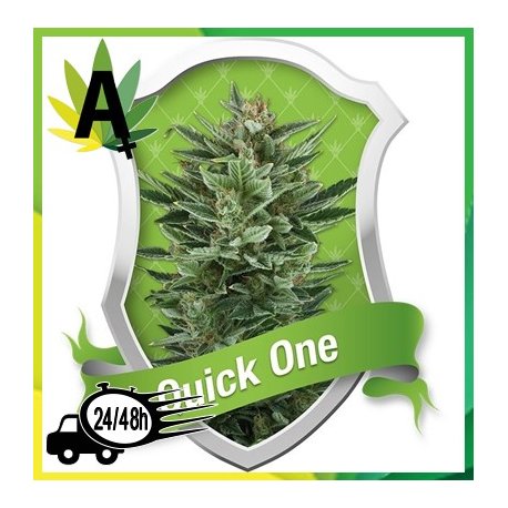 Quick One Autofloración