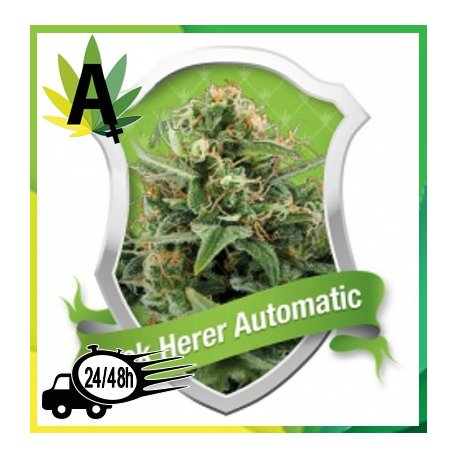 Royal Automatic Autofloración