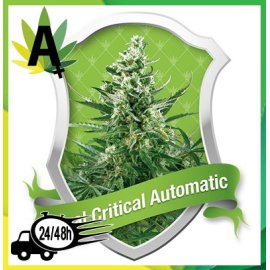 Royal Critical Automatic Autofloración