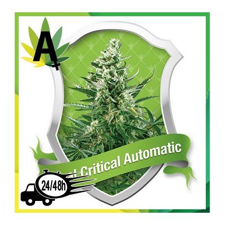 Royal Critical Automatic Autofloración