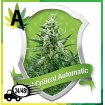 Royal Critical Automatic 