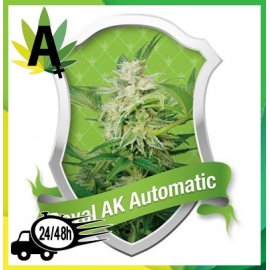 Royal AK Automatic Autofloración