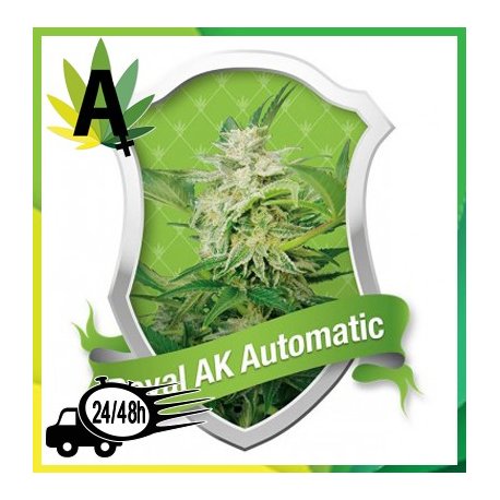 Royal AK Automatic Autofloración