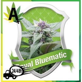 Royal Creamatic Autofloración