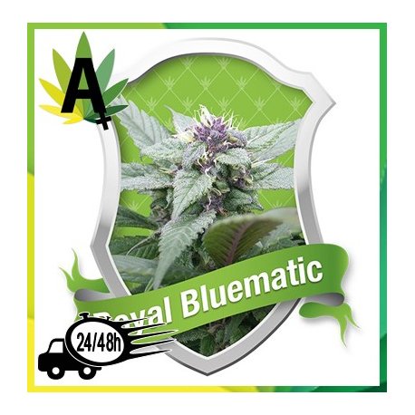 Royal Creamatic Autofloración