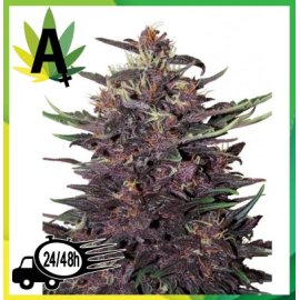 Purple Kush Autofloración