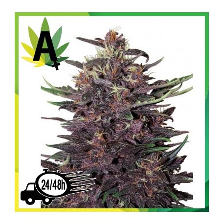 Purple Kush Autofloración