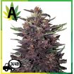 Purple Kush