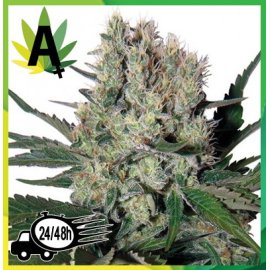 Syrup Autofloración