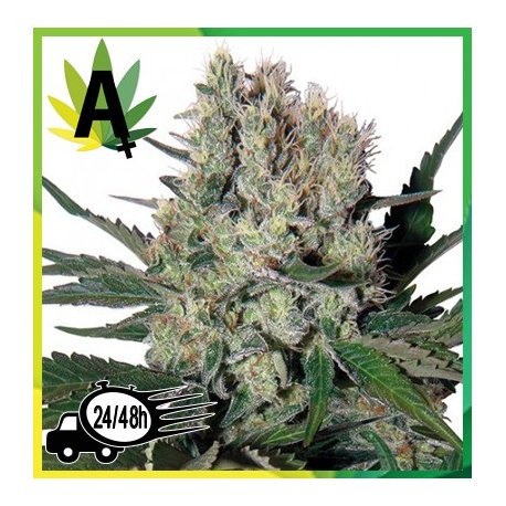 Syrup Autofloración