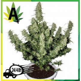 Magnum Autofloración 5 semillas