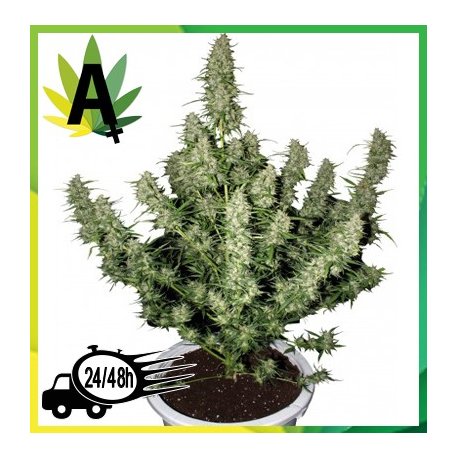 Magnum Autofloración 5 semillas