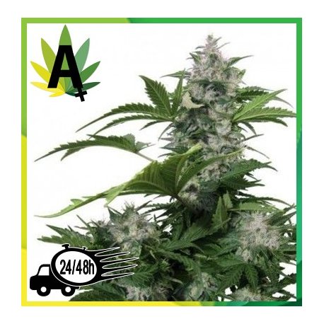 White Dwarf Autofloración