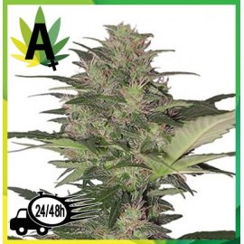 Red Dwarf Autofloración
