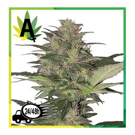 Red Dwarf Autofloración