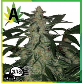 Deimos Autofloración