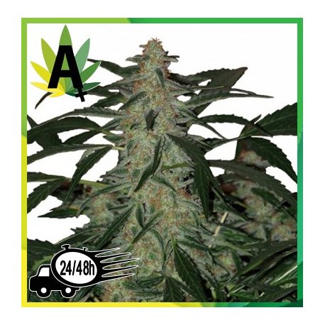 Deimos Autofloración