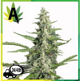 Pandora Autofloración